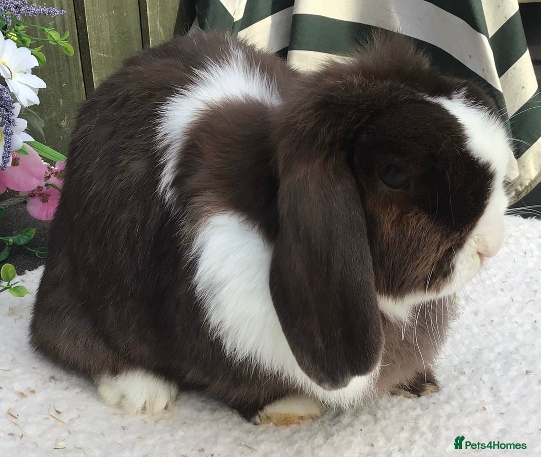 Mini Lop rabbits for sale: Mini lop doe - Image 2