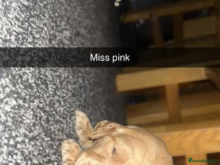 Goldendoodle dogs F1 golden doodle 7 left viewings next week onwards - Advert 5