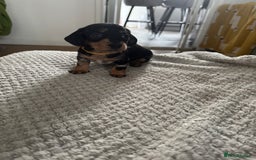 Dachshund dogs for sale: 8 dachshund puppies  - Image 27