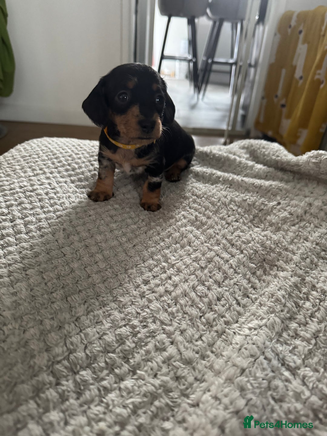 Dachshund dogs for sale: 8 dachshund puppies  - Image 27