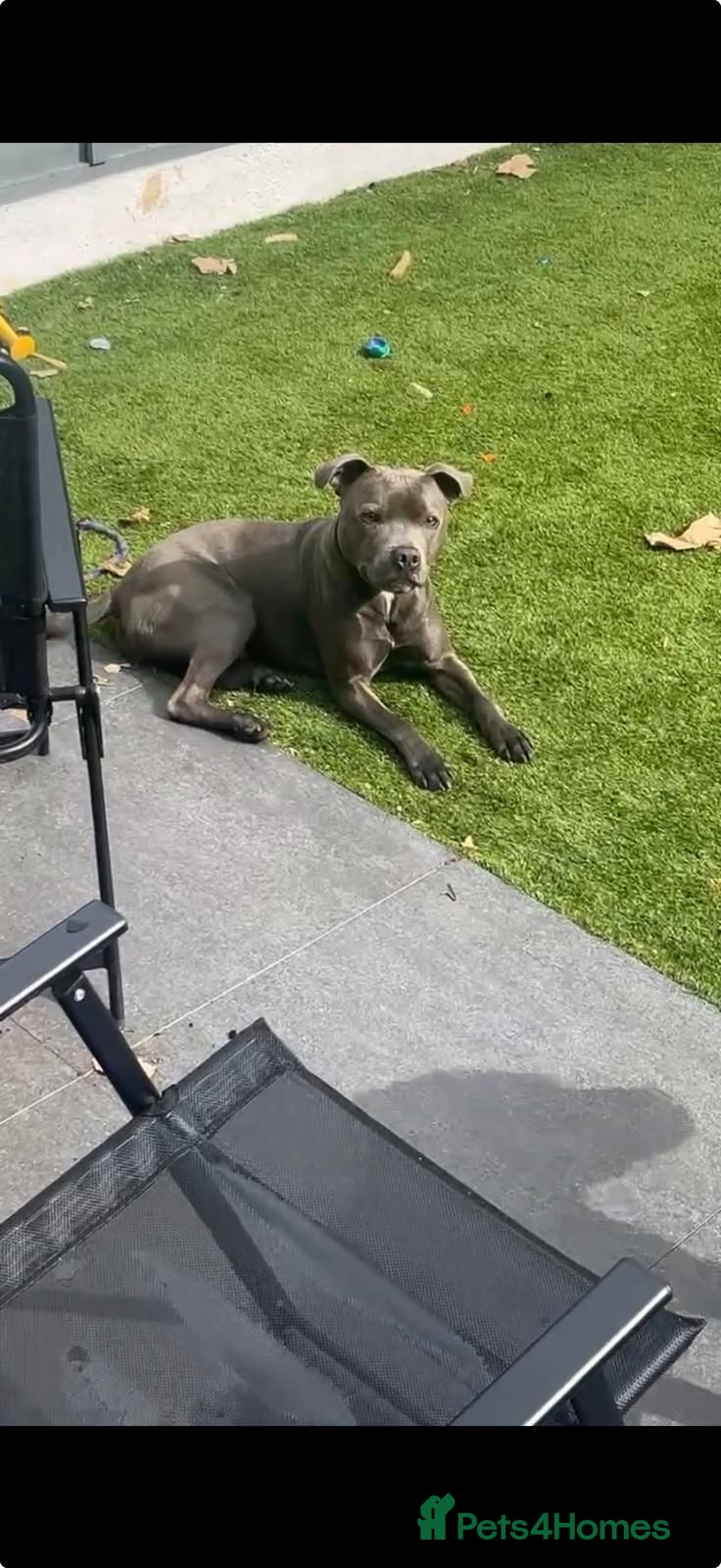 Staffordshire Bull Terrier dogs Blue Staffordshire bull terrier  - Advert 1