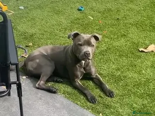 Staffordshire Bull Terrier dogs Blue Staffordshire bull terrier - Advert 1