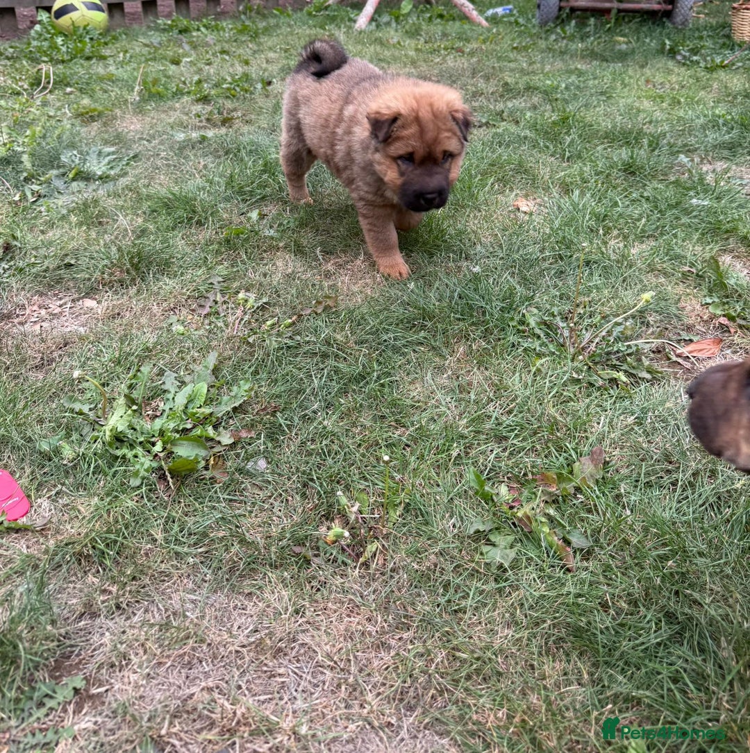 Shar Pei dogs for sale: Shar Pei Puppies (5 boys, 1 girl) *8 weeks* - Image 7