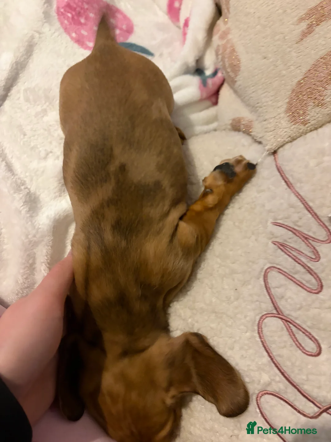 Dachshund dogs for sale: Dachshund puppies  in Sandbach - Advert 17