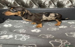 Miniature Dachshund dogs for sale: Miniature Dachund puppy - Image 2