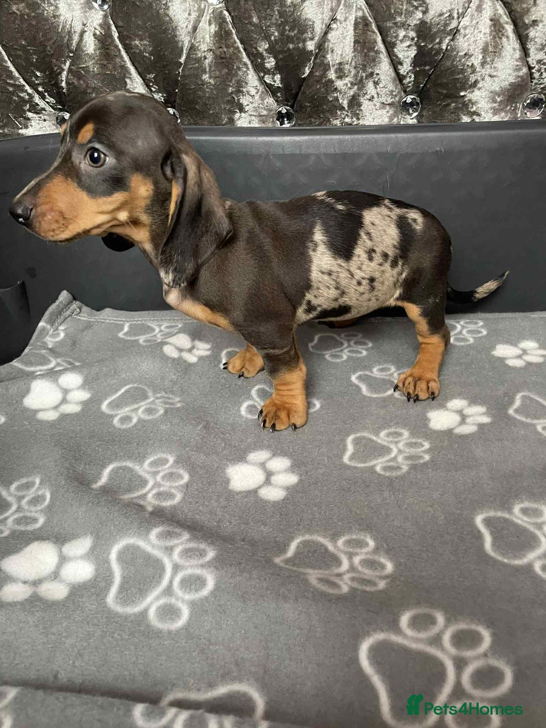 Miniature Dachshund dogs for sale: Miniature Dachund puppy - Image 2