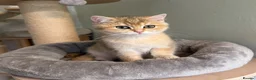 British Shorthair cats for sale: 🌟Last BSH Golden Shaded lovely girl left🌟 - Advert 4