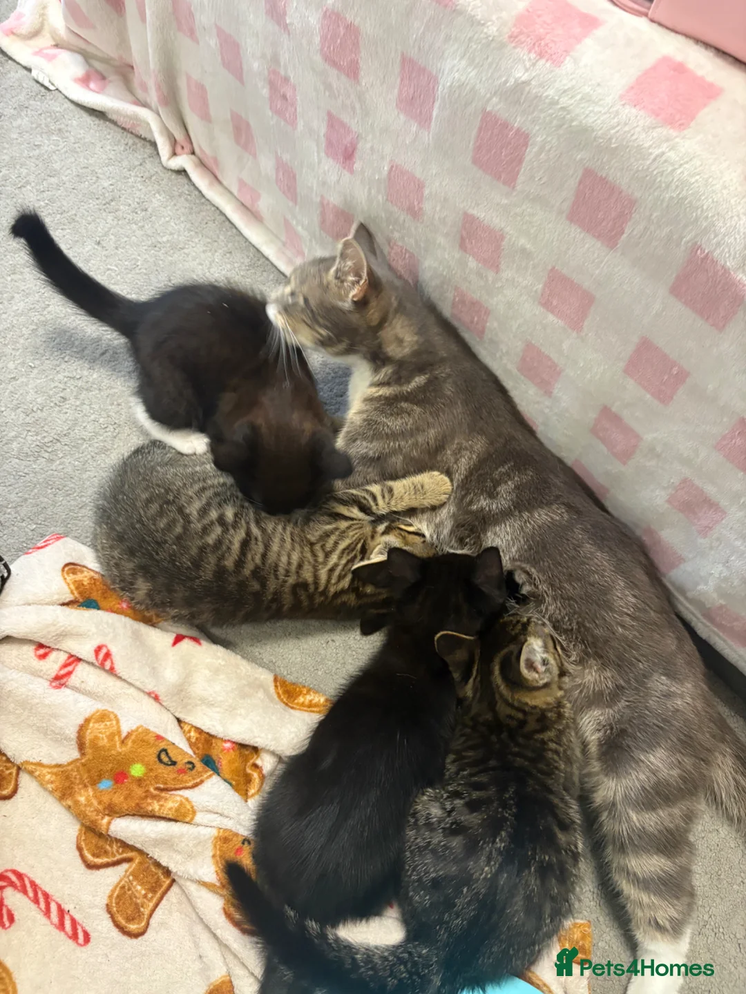 Russian Blue cats for sale: Adorable Male kittens for sale 🐾 - Advert 2