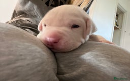 Mixed Breed dogs for sale: 4 beautiful American bully cross staffy puppies - Image 21