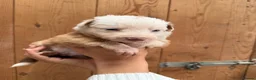 Mixed Breed dogs for sale: Collie puppies for sale  - Advert 21