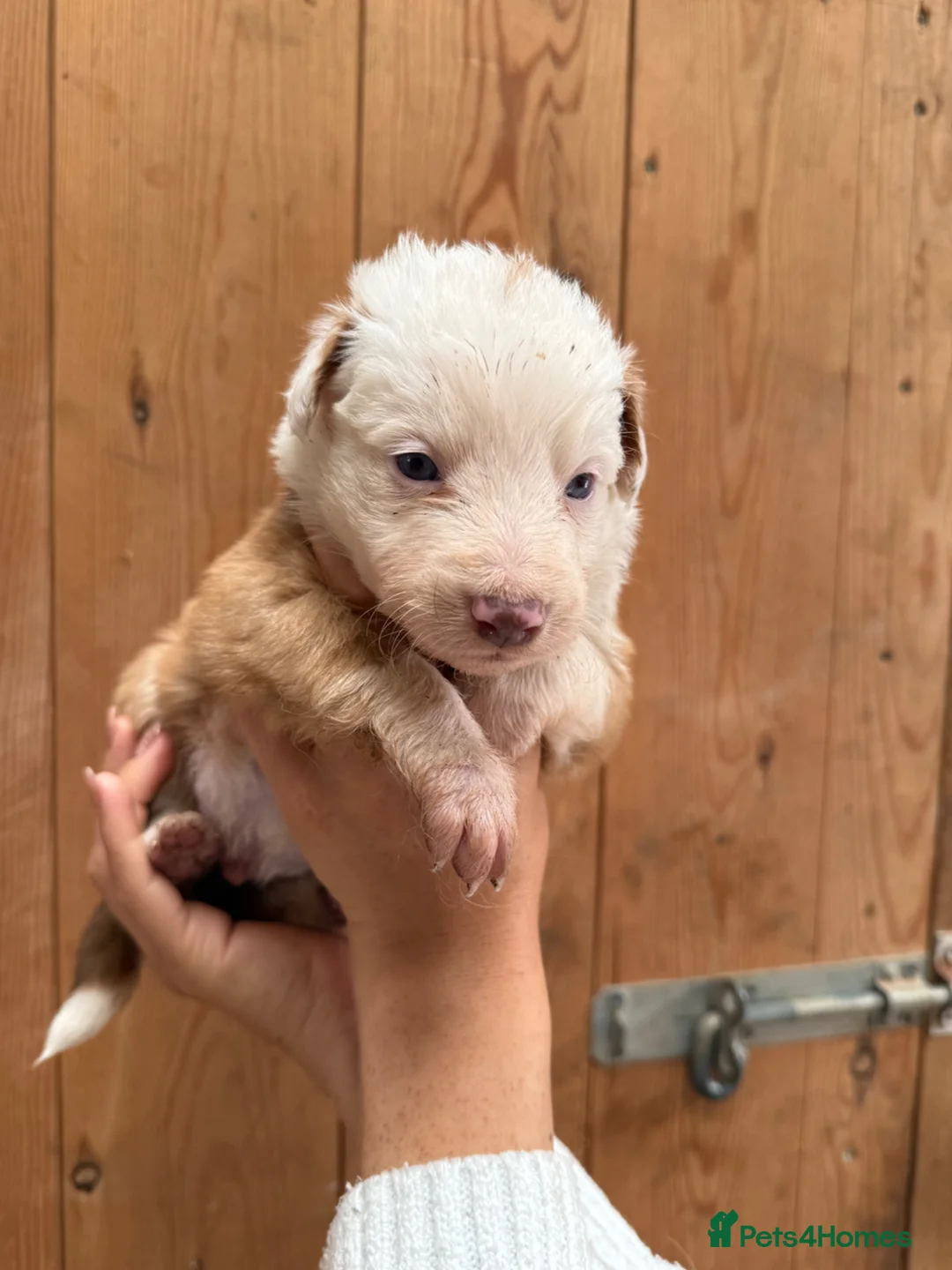 Mixed Breed dogs for sale: Collie puppies for sale  - Advert 21