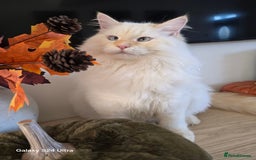 Siberian cats for sale: Adorable flame point Neva Masquerade Siberian boy - Image 3