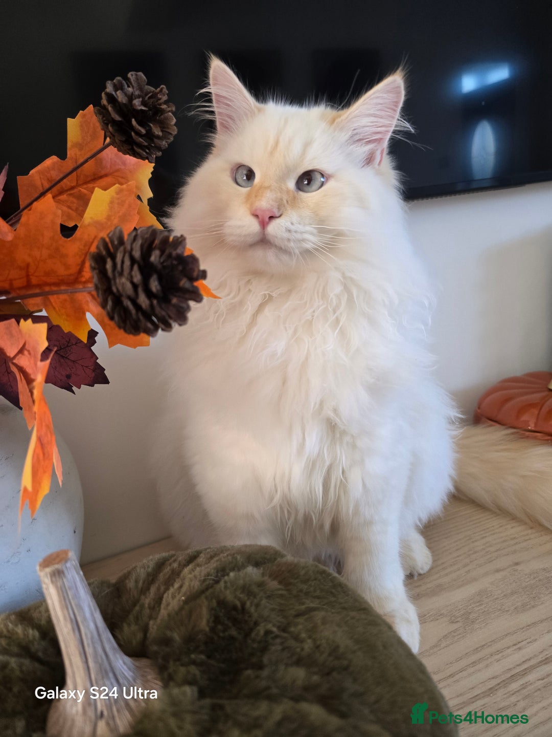 Siberian cats for sale: Adorable flame point Neva Masquerade Siberian boy - Image 3