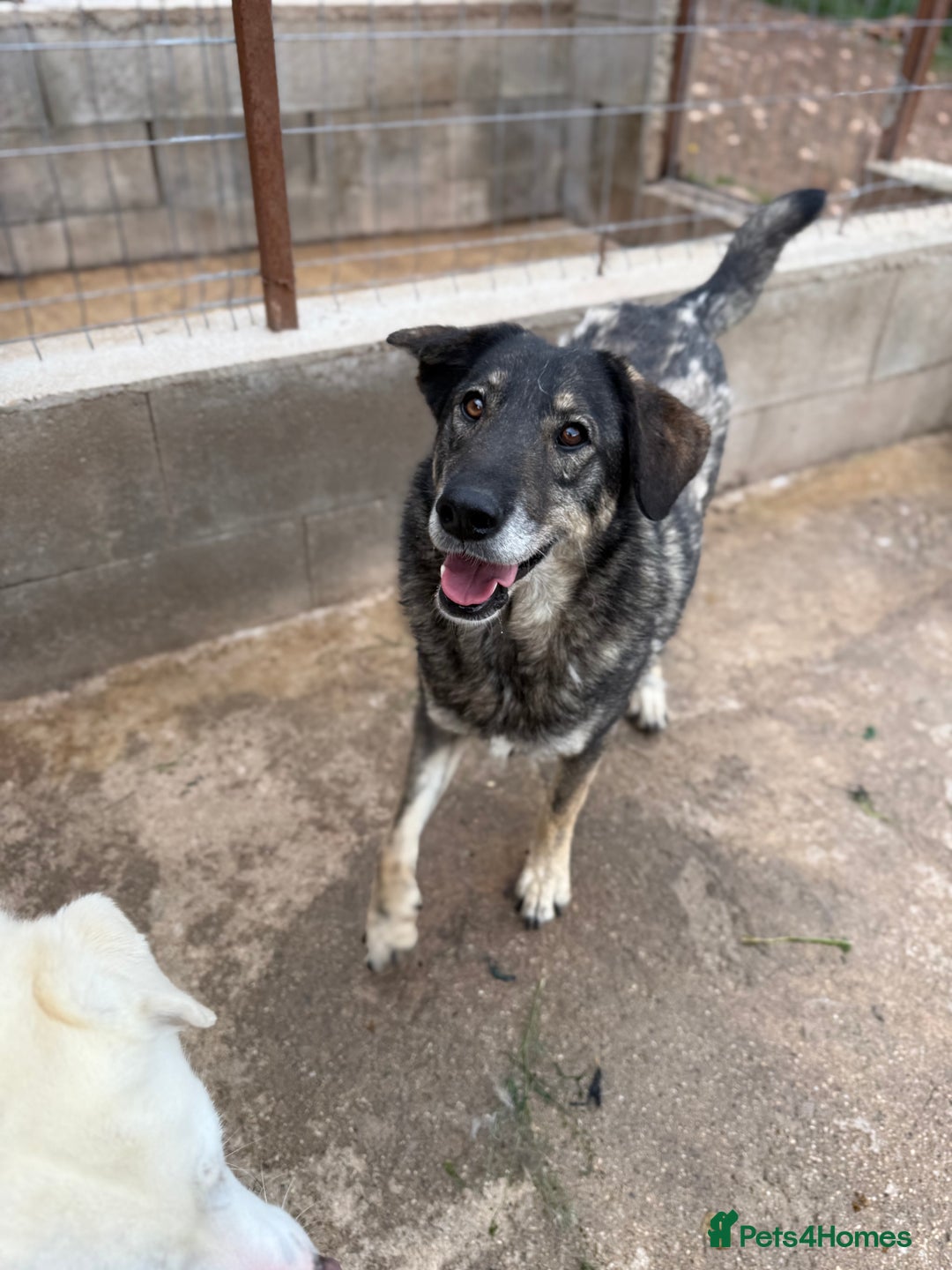 Mixed Breed dogs for adoption: Pepper is looking for a family  - Image 2