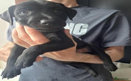 Patterdale Terrier dogs for sale: Patterdale pups - Image 6