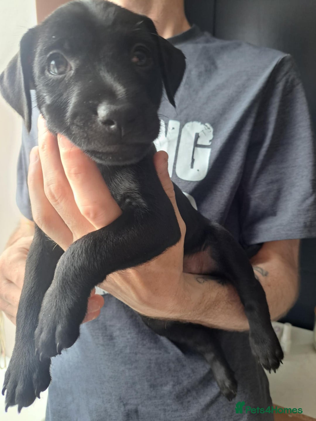 Patterdale Terrier dogs for sale: Patterdale pups - Image 6