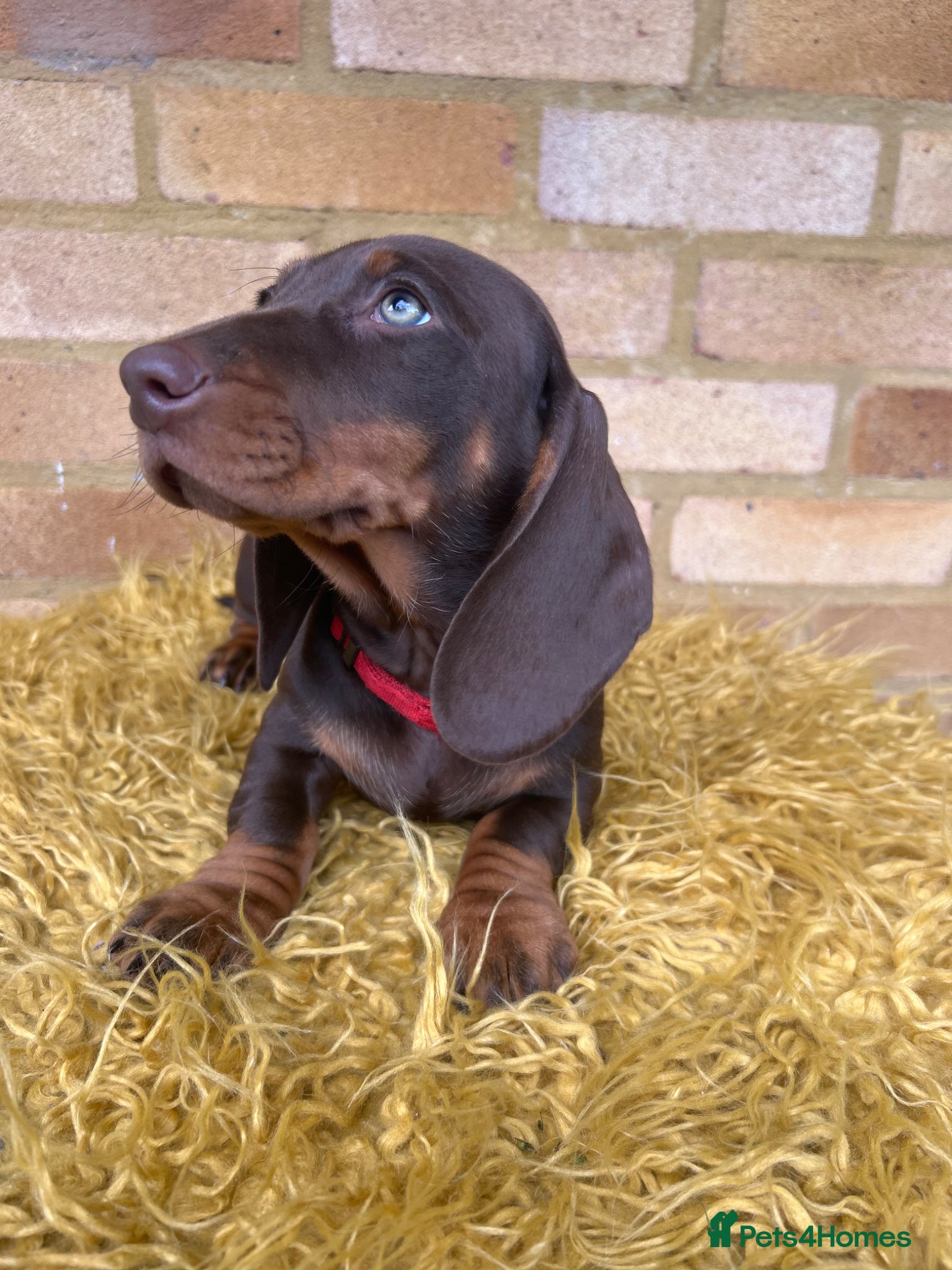 Dachshund dogs Only 2 Girls left Standard dachshund puppies  - Advert 2