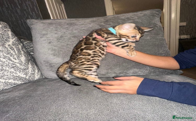 Bengal cats - Advert 7