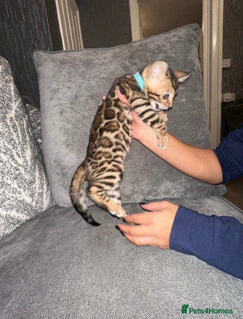 Bengal cats - Advert 7