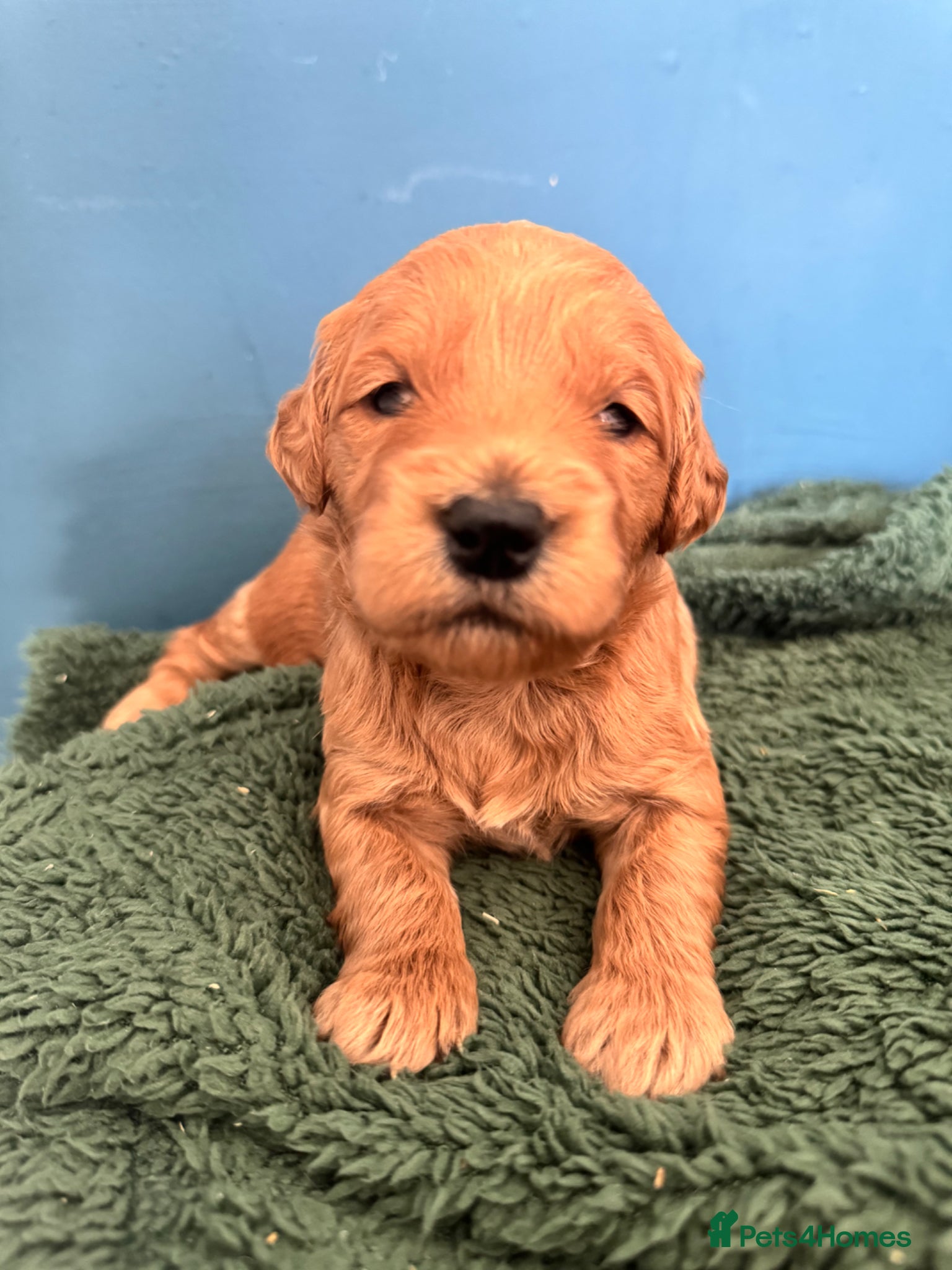 Mini Goldendoodle dogs Fantastic Miniature Goldendoodles  - Advert 2