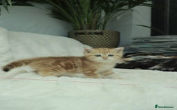 British Shorthair cats for sale: Stunning Champion Bloodlines kittens  - Advert 12