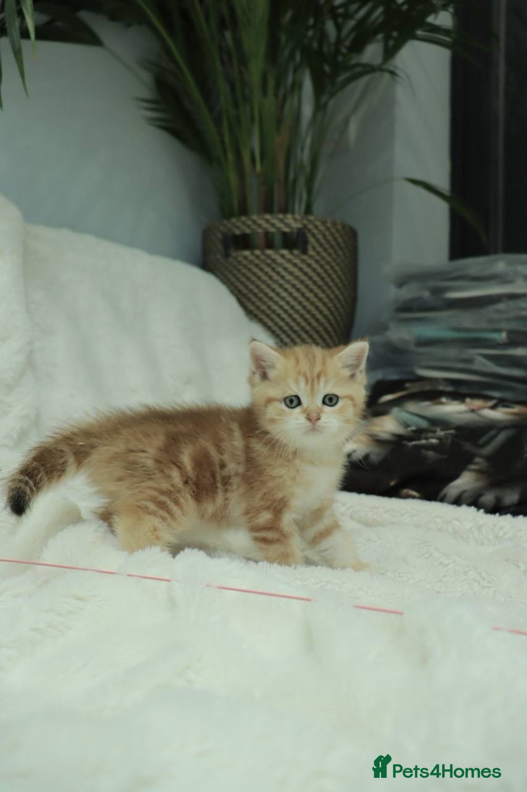 British Shorthair cats for sale: Stunning Champion Bloodlines kittens  - Advert 12