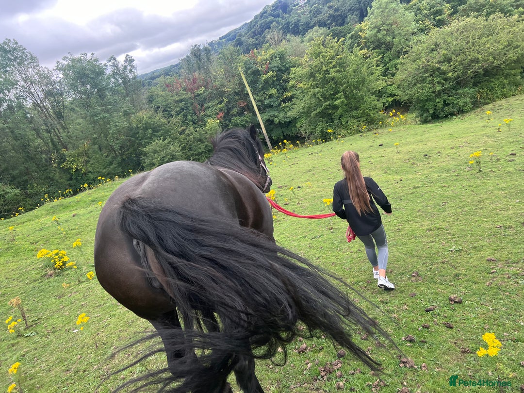 Fell horses for sale: Cob x Fell mare 10yrs old  - Advert 3