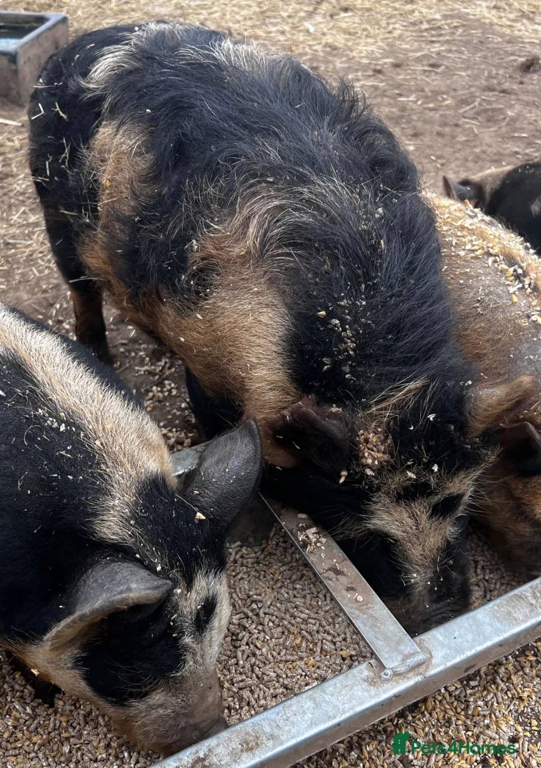 Pig livestock for sale: Various age Kune Kune cross pigs - Advert 7