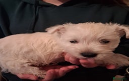 West Highland Terrier dogs for sale: KC Reg Quality West Highland Terrier Puppies  - Image 17