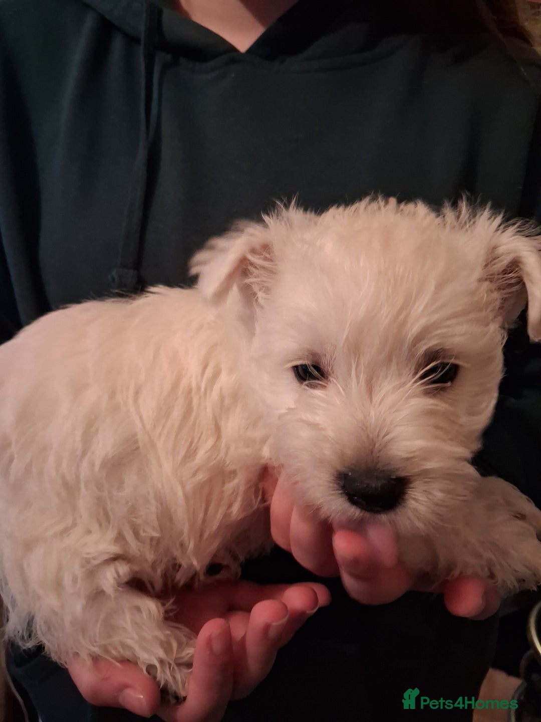 West Highland Terrier dogs for sale: KC Reg Quality West Highland Terrier Puppies  - Image 17