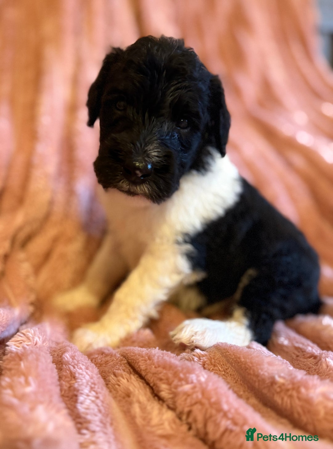 Sheepadoodle dogs for sale: Lovely Litter of F1 Sheepadoodles 5⭐️ license  - Image 16