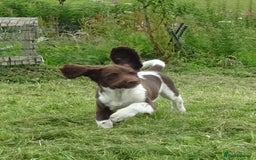 English Springer Spaniel dogs for sale: Two Gorgeous Boy English Springer Spaniel Puppies  - Image 18