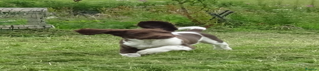 English Springer Spaniel Puppy 1