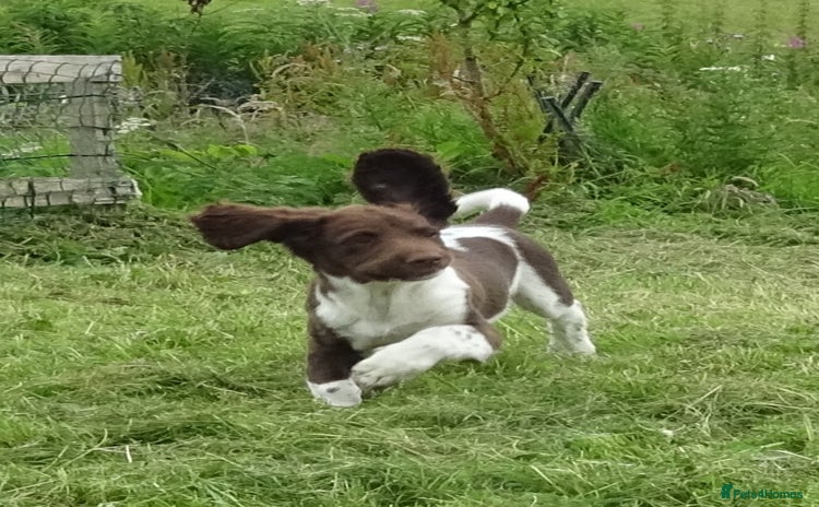 English Springer Spaniel dogs - Advert 3