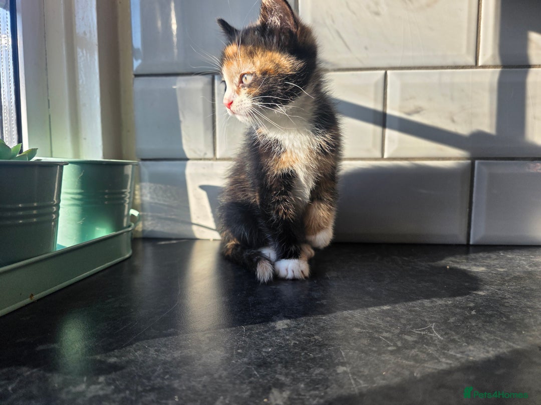 European cats for sale: Beautiful Ginger Male & Female Kittens  - Advert 3