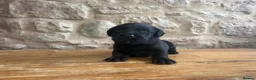 Labrador Retriever dogs for sale: Black Labrador Puppies in Kirkby Stephen - Advert 2
