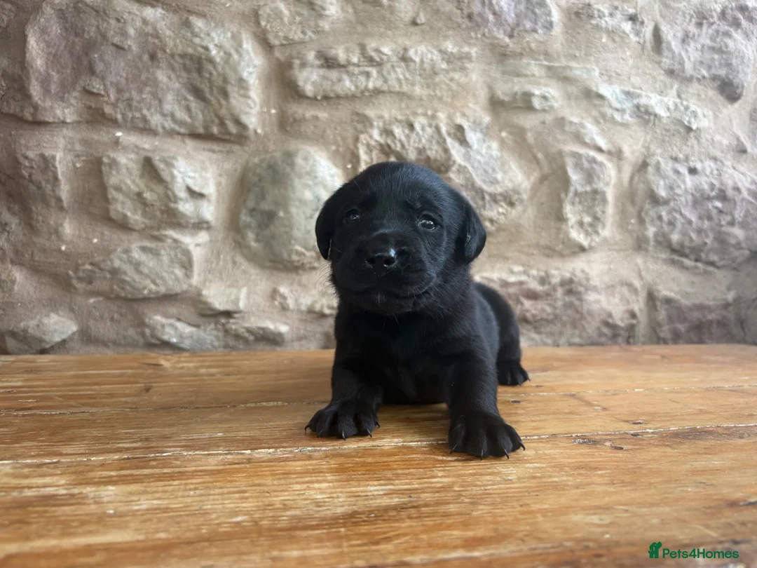 Labrador Retriever dogs for sale: Black Labrador Puppies in Kirkby Stephen - Advert 2
