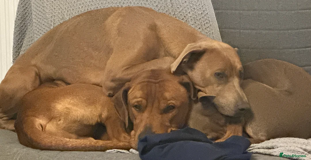 Mixed Breed dogs for sale: Doberman and Doberman x staffy  - Advert 13