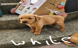 Labrador Retriever dogs for sale: Stunning fox red labrador puppies for sale - Image 16