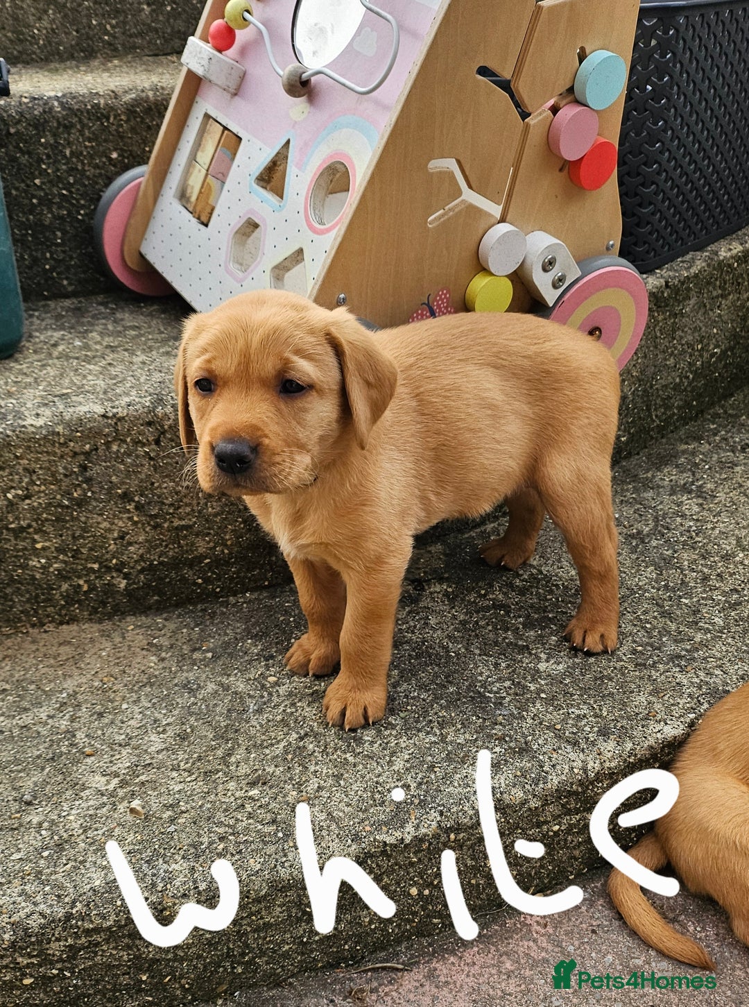 Labrador Retriever dogs for sale: Stunning fox red labrador puppies for sale - Image 16