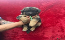 German Shepherd dogs for sale: German Shepherd Puppies  - Image 15