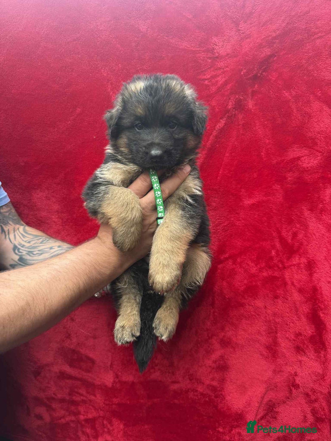 German Shepherd dogs for sale: German Shepherd Puppies  - Image 15