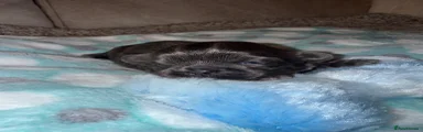 Shih Tzu 1