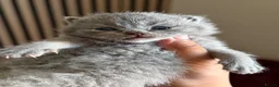 British Shorthair cats for sale: British short hair - Advert 2