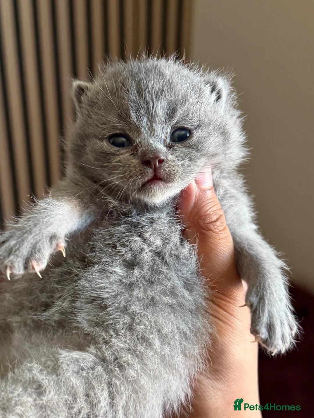 British Shorthair cats for sale: British short hair - Advert 2