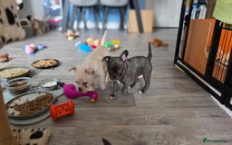 Mixed Breed dogs for sale: Frenchie x chihuahua - Image 7