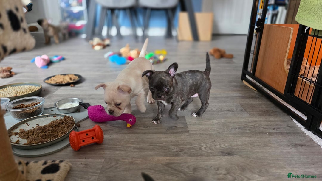 Mixed Breed dogs for sale: Frenchie x chihuahua - Image 7