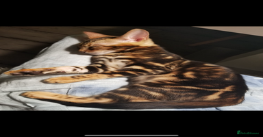 Bengal cats - Advert 6