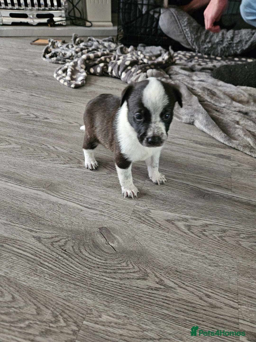 Mixed Breed dogs for sale: 5 Collie x whippet puppies - Image 5