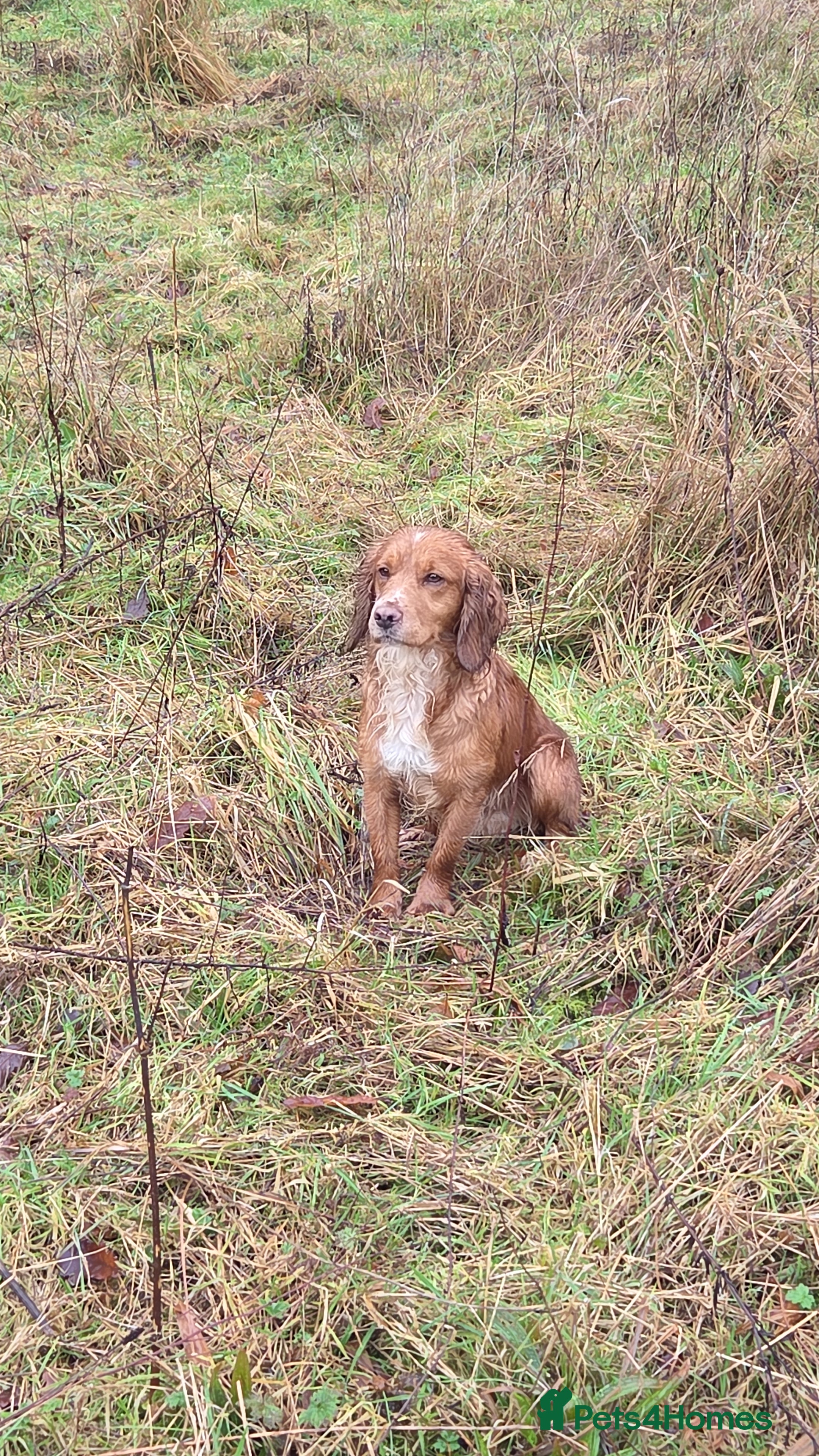 Cocker Spaniel dogs FTCH X OFTW health tested stud - Advert 1